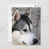 マラムート写真はがき ポストカード (正面/裏面)