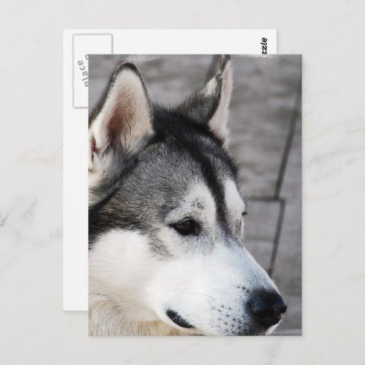 マラムート写真はがき ポストカード (正面/裏面)