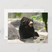 マラヤサンベア ポストカード (正面/裏面)