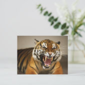 マラヤンタイガー#2はがき ポストカード (スタンド正面)