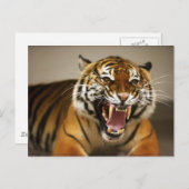 マラヤンタイガー#2はがき ポストカード (正面/裏面)