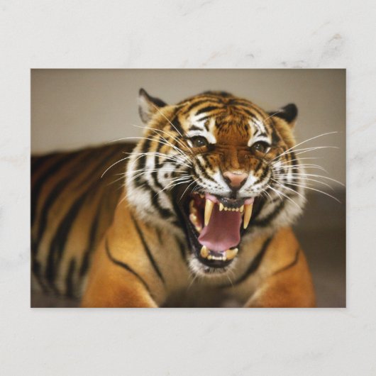 マラヤンタイガー#2はがき ポストカード (正面)