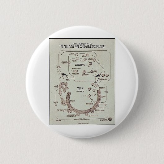 マラリア原虫Plasmodiume Vの生命歴史 缶バッジ (正面)