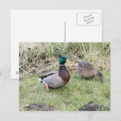 マラルドカップル ポストカード (正面/裏面)