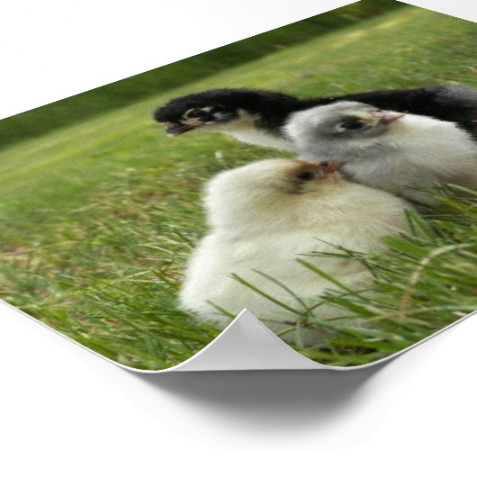 マランチックス ポスター (角)