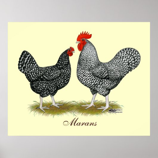 マラン：カッコウ・ペア ポスター (正面)