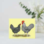 マラン：キュッコー ペア ポストカード (スタンド正面)