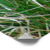 マラードが卵を孵化させる ポスター (角)