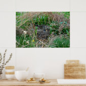 マラードが卵を孵化させる ポスター (キッチン)