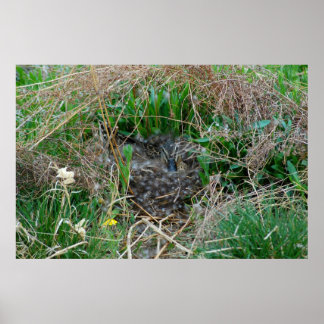 マラードが卵を孵化させる ポスター