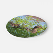 マラードとアヒル – スイミングby Shirley Taylor ペーパープレート (アングル)