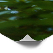 マラードとアヒル – スイミングby Shirley Taylor ポスター (角)