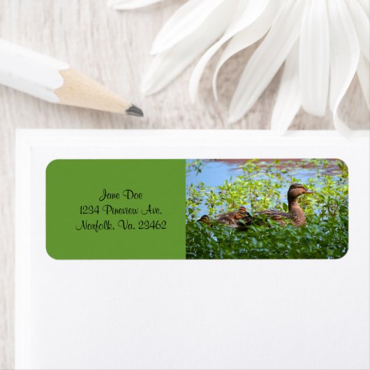 マラードとアヒル – スイミングby Shirley Taylor ラベル (インサイチュ)