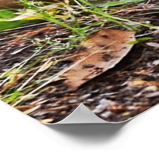 マラードとアヒルby Shirley Taylor ポスター (角)