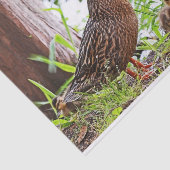 マラードとアヒルby Shirley Taylor 薄葉紙 (詳細)