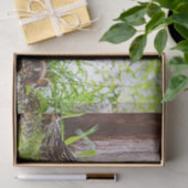 マラードとアヒルby Shirley Taylor 薄葉紙 (ギフト)