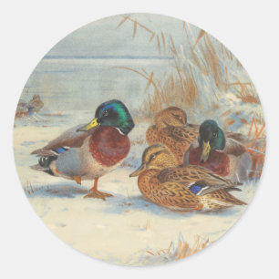 マラードとティール(緑がかった色)の雪の中で、鳥 ラウンドシール