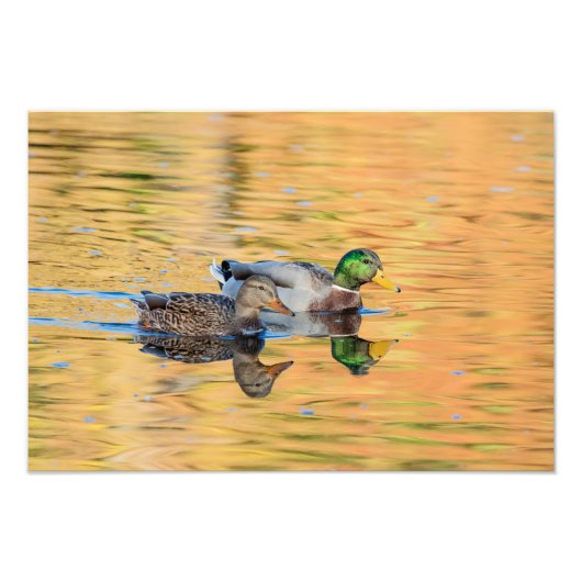 マラードのペア フォトプリント            (正面)