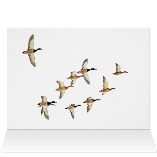 マラードの飛行 (内部横(上))