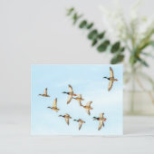 マラードの飛行 ポストカード (スタンド正面)