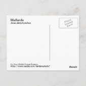 マラードはがき ポストカード (裏面)