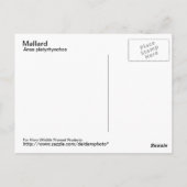 マラードはがき ポストカード (裏面)