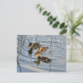 マラードアヒルのはがき ポストカード (スタンド正面)