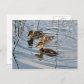 マラードアヒルのはがき ポストカード (正面/裏面)