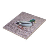 マラードアヒルの写真タイル タイル (側面)