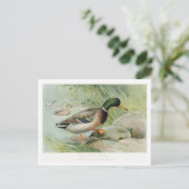 マラードアヒルヴィンテージイラストレーションはがき ポストカード (スタンド正面)