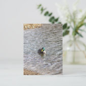 マラードアヒル写真はがき ポストカード (スタンド正面)