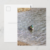 マラードアヒル写真はがき ポストカード (正面/裏面)