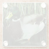 マラードアヒル写真水鳥自然バード ガラスコースター (裏面)