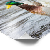 マラードアヒル彼の翼を乾燥 – 写真プリント フォトプリント            (角)