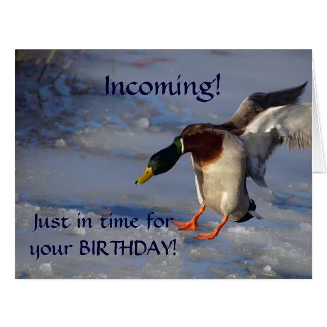 マラードアヒル野生生物写真鳥好き (正面横)