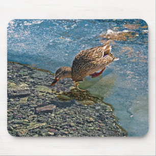 マラードアヒル野生生物写真鳥好き マウスパッド