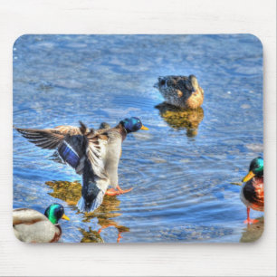 マラードアヒル野生生物写真鳥好き マウスパッド