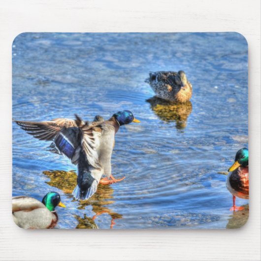 マラードアヒル野生生物写真鳥好き マウスパッド (正面)