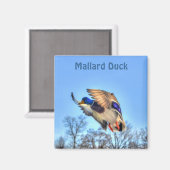 マラードアヒル野生生物写真鳥好き マグネット (正面/裏面)