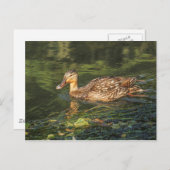 マラードアヒル（女性） ポストカード (正面/裏面)