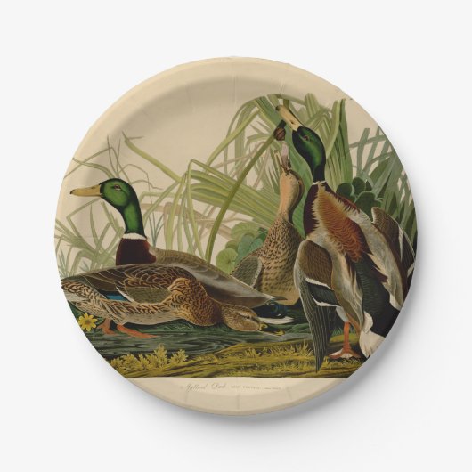 マラードダックアウドゥボンバードズ絵画ズ ペーパープレート (正面)