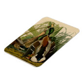 マラードダックアウドゥボンバードズ絵画ズ マグネット (左側)