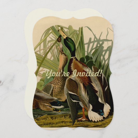 マラードダックアウドゥボンバードズ絵画ズ 招待状 (正面/裏面)