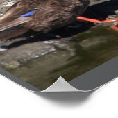 マラードダックスのポスター ポスター (角)