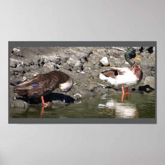 マラードダックスのポスター ポスター (正面)