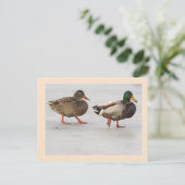 マラードダックス写真はがき ポストカード (スタンド正面)