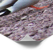 マラードダックス写真ポスター ポスター (角)