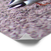 マラードダックス写真ポスター ポスター (角)