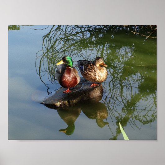 マラードダックス#2ポスター ポスター (正面)