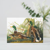 マラードダックバイジョンジェームズオードゥボン サンキューカード (スタンド正面)